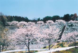 桜満開の大多摩霊園1