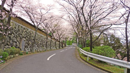 霊園入口手前（紫雲院横）の桜のトンネル
