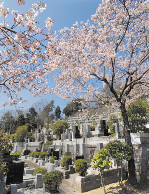墓所の近くにも桜が咲いています
